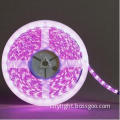 12V Purple LED Strips